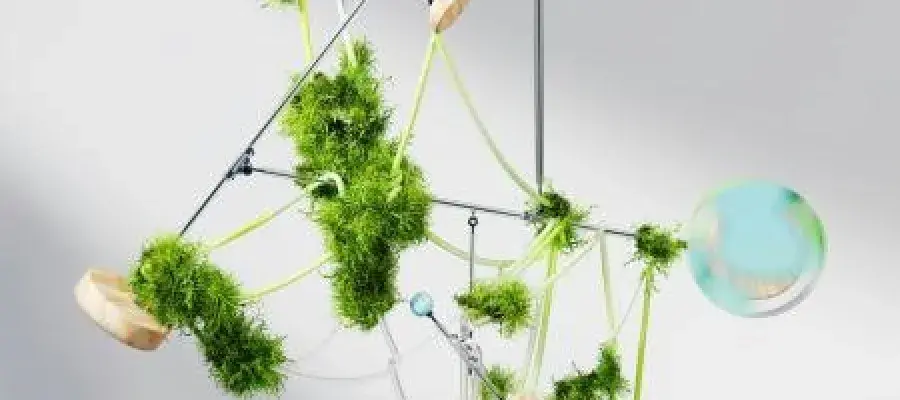 image of branches