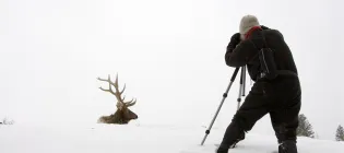 Photographer taking photograph of elk in the snow