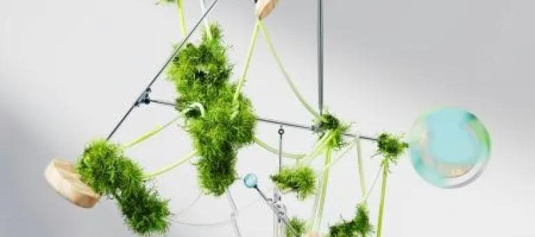 image of branches