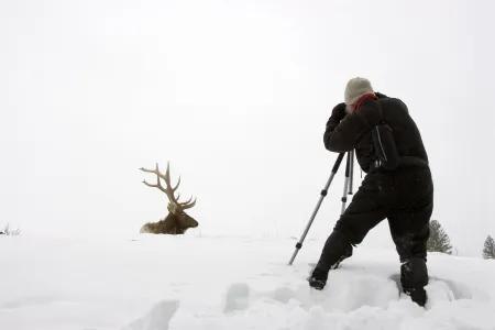 Photographer taking photograph of elk in the snow